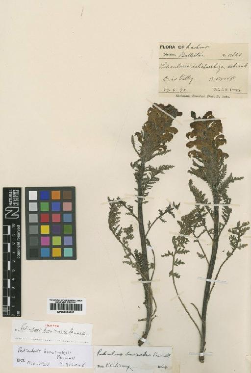 Pedicularis brevirostris Pennell - BM000885906