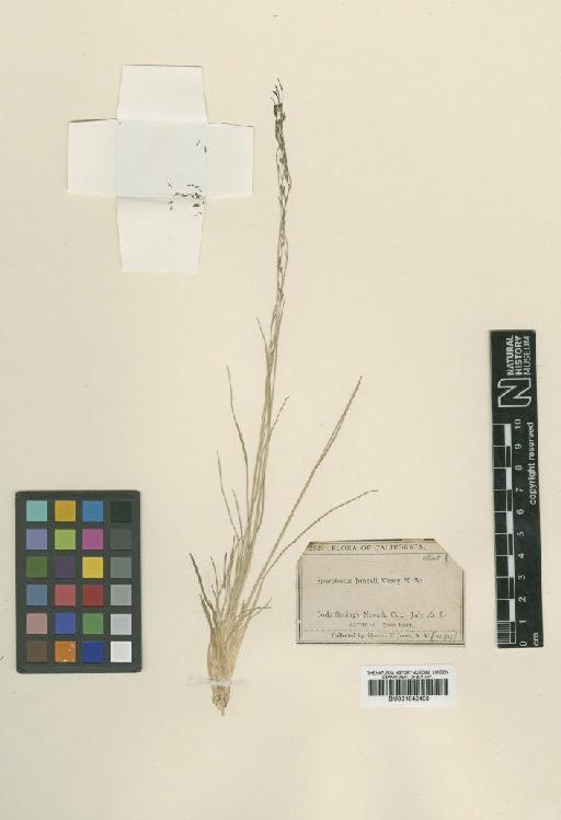 Muhlenbergia jonesii Vasey - BM001042433