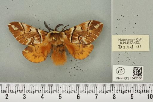 Endromis versicolora (Linnaeus, 1758) - BMNHE_1642350_240313