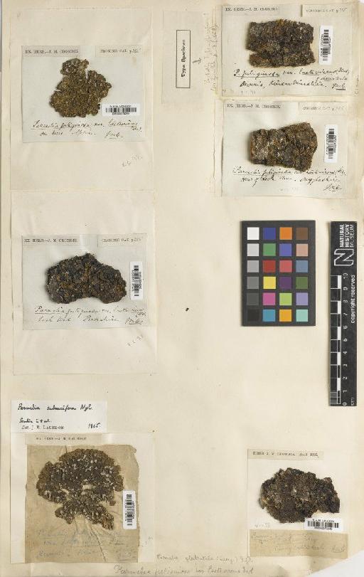 Melanelixia fuliginosa subsp. glabratula (Lamy) J.R.Laundon - BM000975243