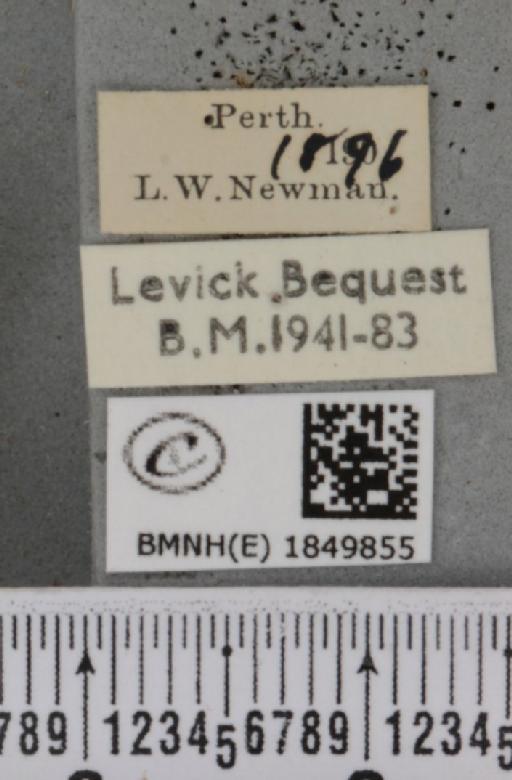 Macaria brunneata (Thunberg, 1784) - BMNHE_1849855_label_423133