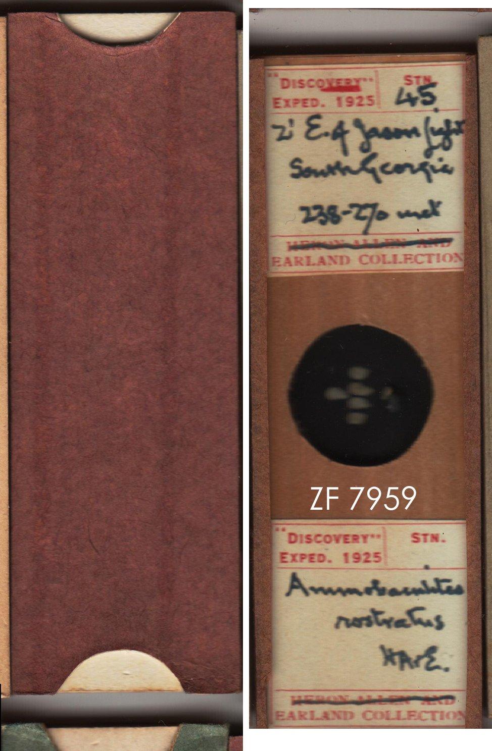 To NHMUK collection (Ammobaculites rostratus Heron-Allen & Earland, 1929; NHMUK:ecatalogue:9055481)