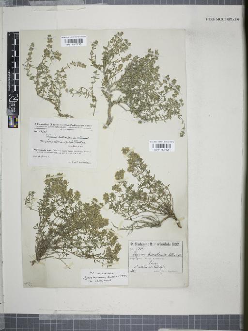 Thymus leucostomus var. leucostomus Hausskn. & Velen. - 014608595