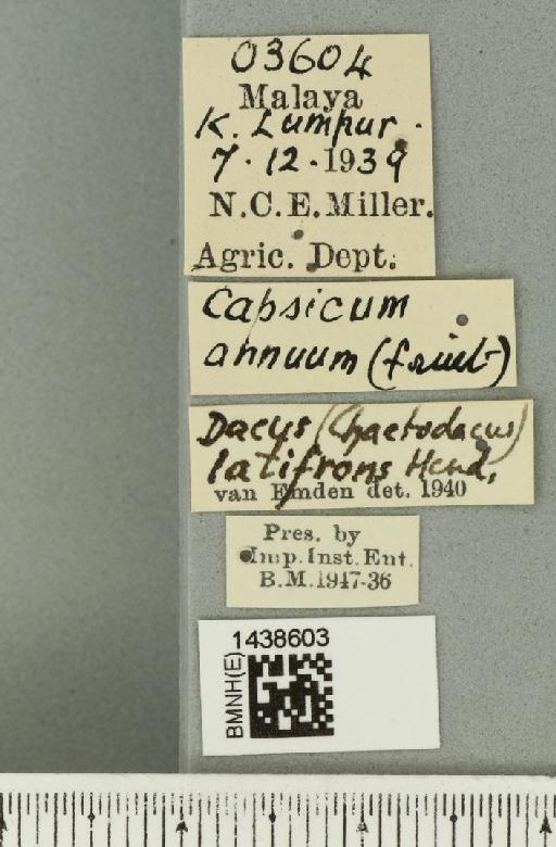 Bactrocera (Bactrocera) latifrons (Hendel, 1915) - BMNHE_1438603_label_32536