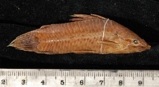 Callichthys pectoralis Boulenger, 1895 - 1895.5.17.57-61d; Callichthys pectoralis; lateral view; ACSI Project image