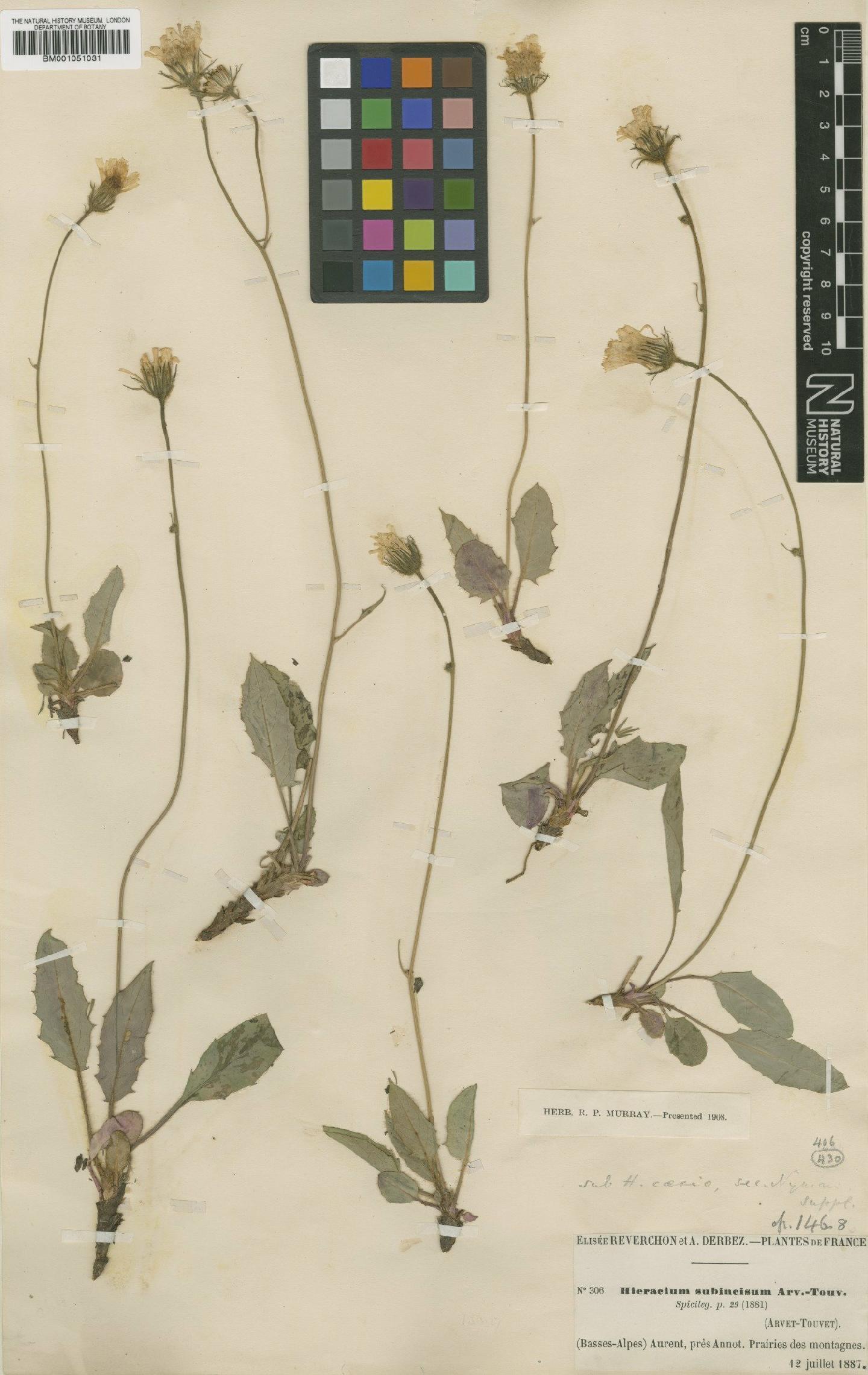 To NHMUK collection (Hieracium bifidum subsp. stenolepis (Lindeb.) Zahn; TYPE; NHMUK:ecatalogue:2415357)