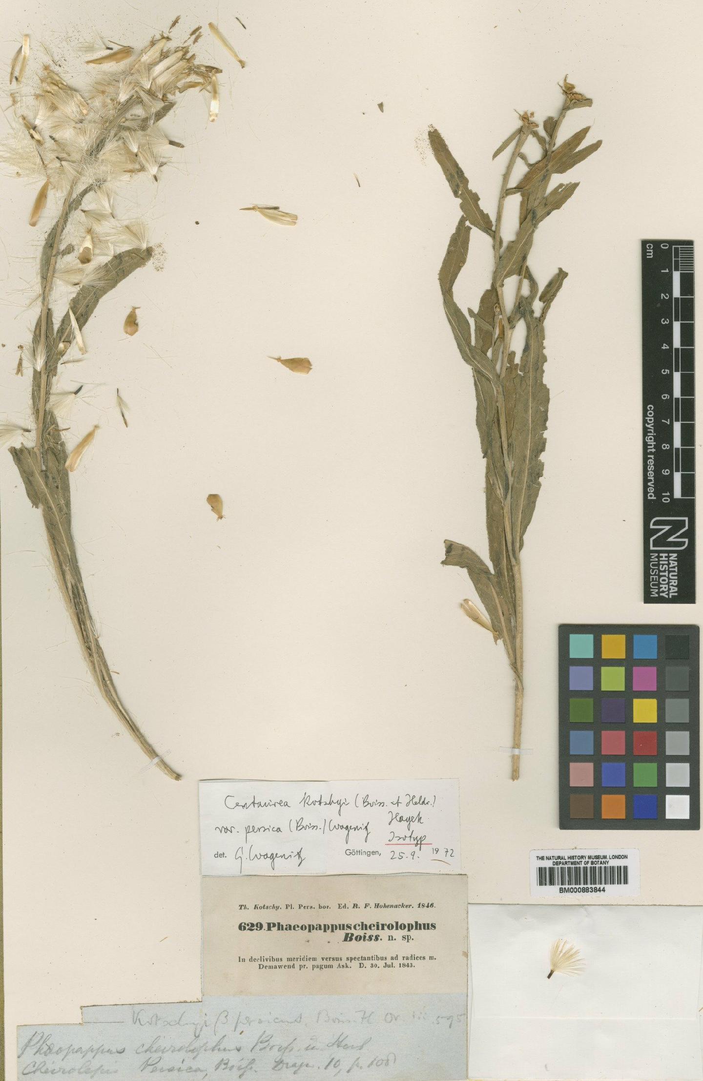 To NHMUK collection (Centaurea kotschyi var. persica (Boiss) Wagenitz; Isolectotype; NHMUK:ecatalogue:4993776)