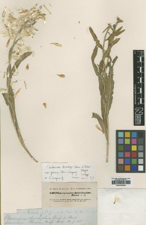 Centaurea kotschyi var. persica (Boiss) Wagenitz - BM000883844
