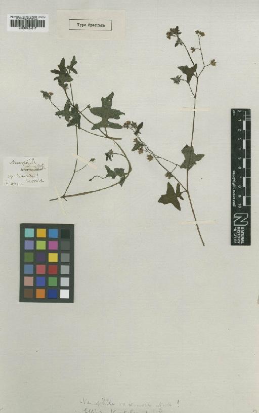 Pholistoma racemosum (Nutt. ex A.Gray) Constance - BM001024917