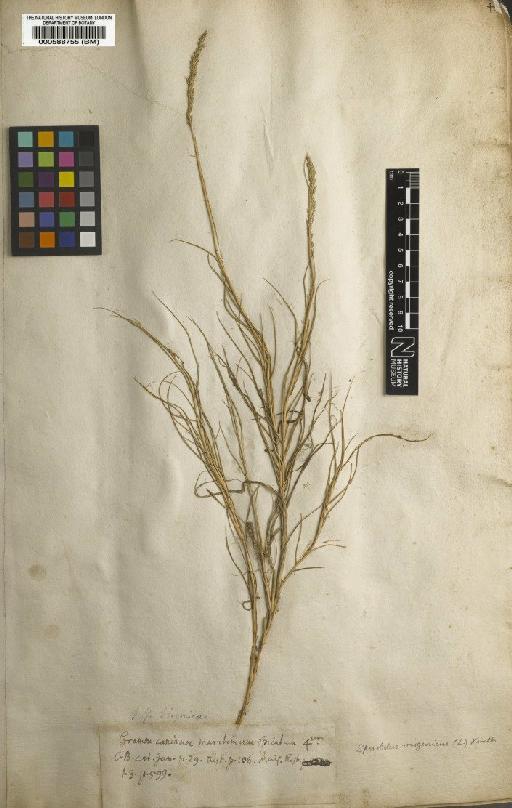 Agrostis virginica L. - BM000588755