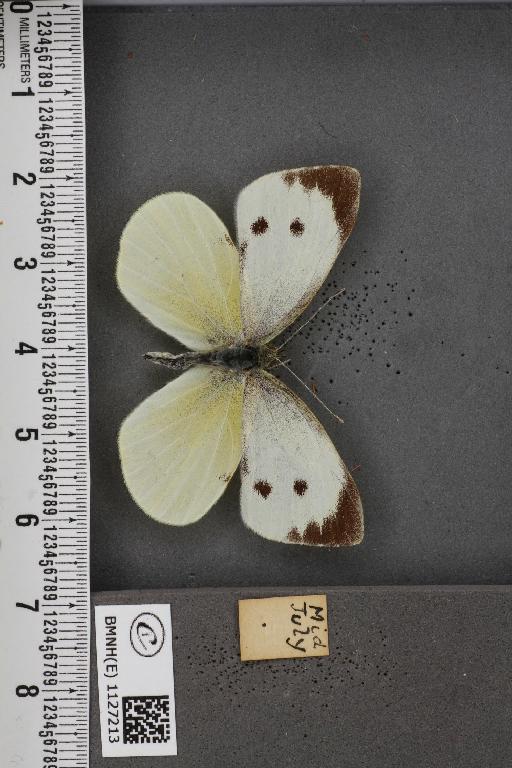 Pieris brassicae ab. glaseri Müller, 1925 - BMNHE_1127213_84328