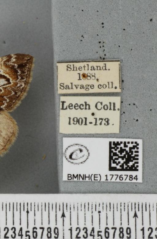 Dysstroma citrata pythonissata (Milliere, 1870) - BMNHE_1776784_label_353484