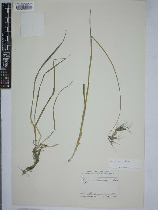 Elymus nutans Griseb. - 000064549