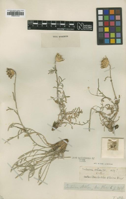 Centaurea rupestris var. athoa (DC.) Gugler - BM001043131