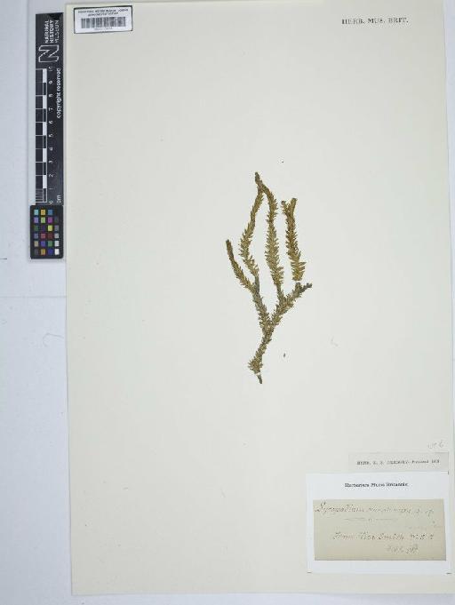 Lycopodium annotinum L. - BM001184313