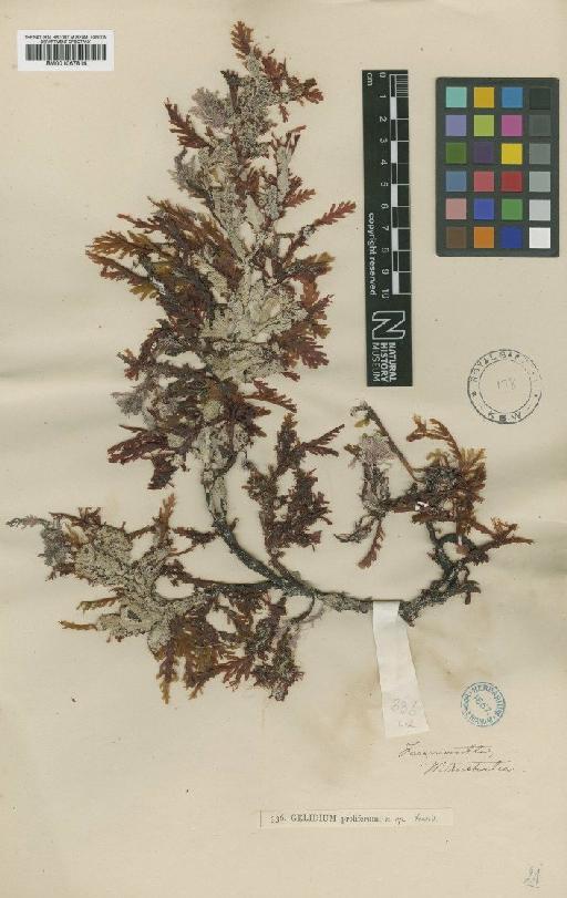 Ptilophora prolifera (Harv.) J.Agardh - BM001067816