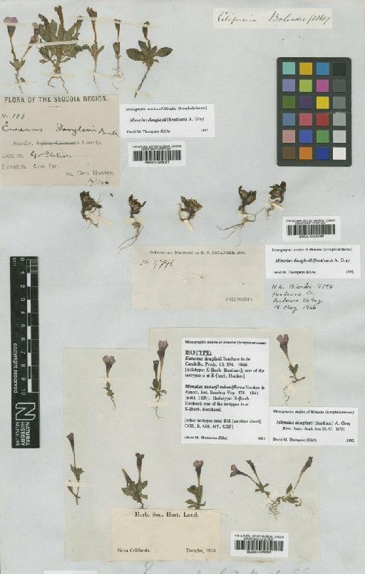 Mimulus douglasii (Benth.) A.Gray - BM001025097