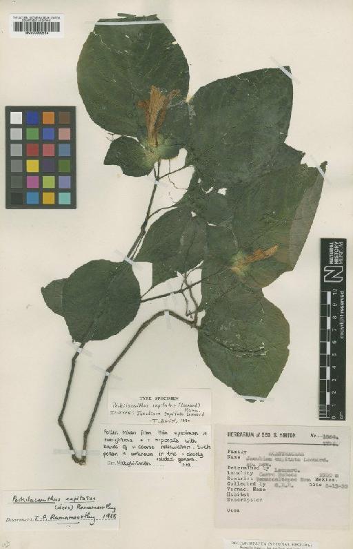 Poikilacanthus capitatus (Leonard) Ramamoorthy - BM000992563