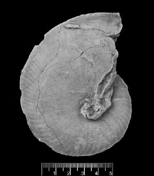 Oxynoticeras lymense (Wright, 1881) - Oxynoticeras lymense  C 2225 Right view