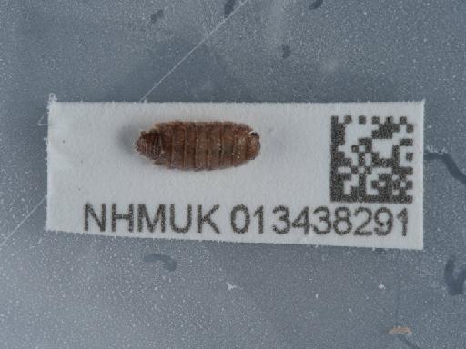 Porcellionides pruinosus (Brandt, 1833) - 013438291_1
