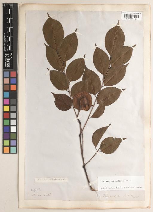 Pterocarpus indicus f. indicus - BM012564430
