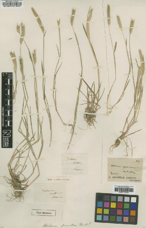 Hordeum pusillum Nutt. - BM000084738