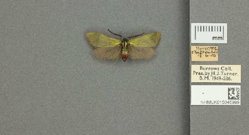 Adscita (Adscita) statices statices (Linnaeus, 1758) - 015045999_775459_1082517