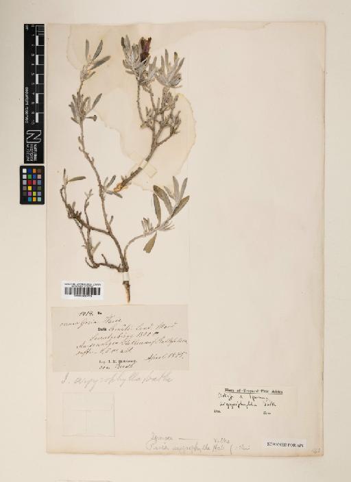 Ipomoea argyrophylla Vatke - 000930413