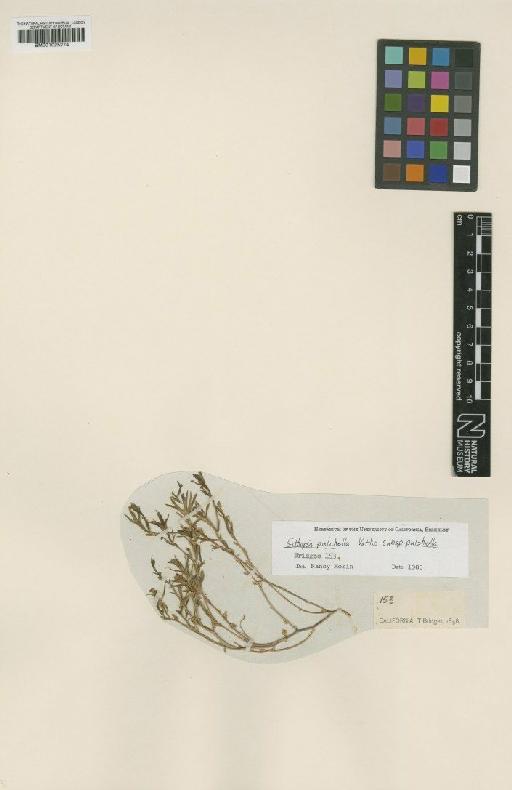 Githopsis pulchella subsp. pulchella Vatke - BM001025274