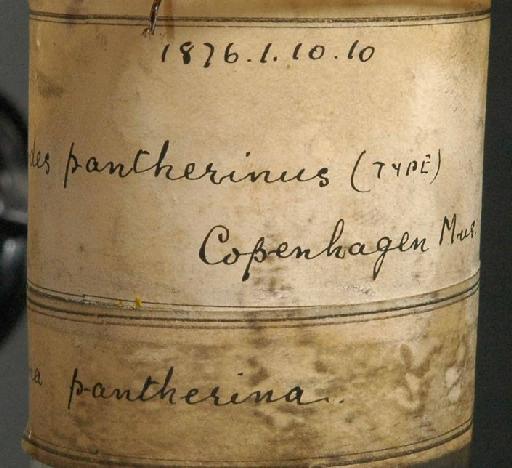 Pseudariodes pantherinus Lütken, 1874 - 1876.1.10.10; Pseudariodes pantherinus; image of jar label; ACSI project image