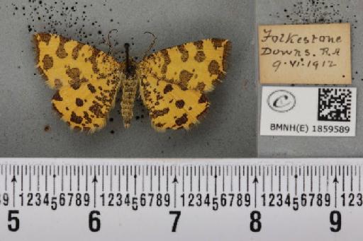 Pseudopanthera macularia (Linnaeus, 1758) - BMNHE_1859589_429882