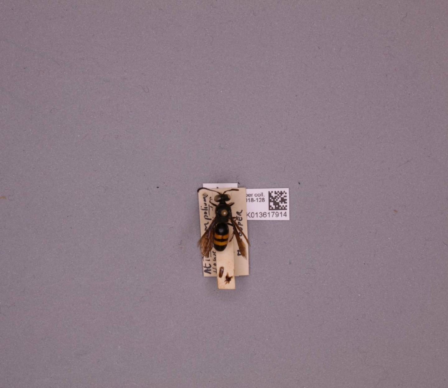 Stizoides tridentatus