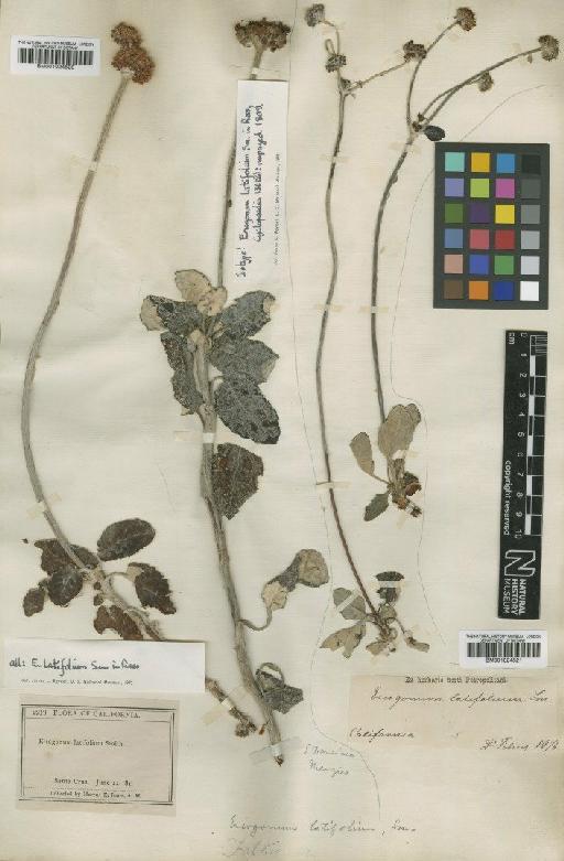 Eriogonum latifolium Sm. - BM001024520