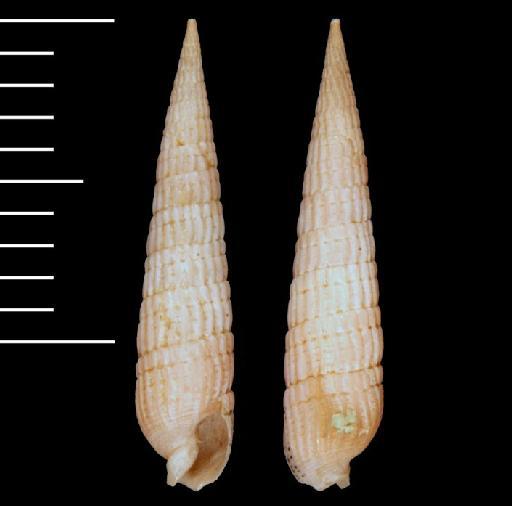 Punctoterebra intermixta Terryn & Fraussen, 2022 - 20030454