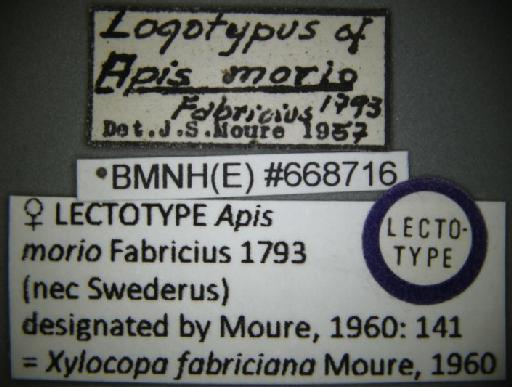 Apis morio Fabricius, 1793 - Xylocopa morio Fabricius BMNH(E)668716 lectotype female labels