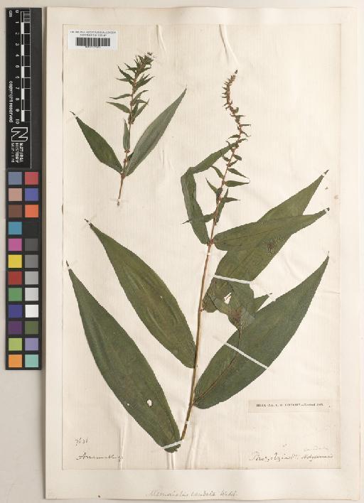 Pouzolzia pentandra var. gracilis (Miq.) Friis & Wilmot-Dear - BM001217618