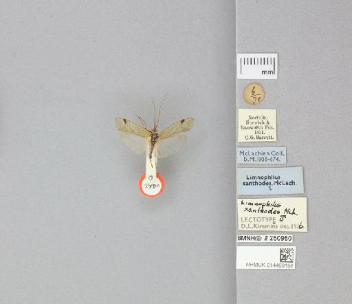 Limnophilus xanthodes McLachlan, 1873 - 014499198_175610_800225