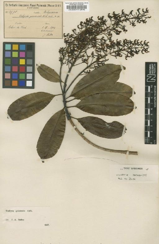 Vochysia guianensis Aubl. - BM000566744