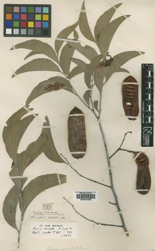 Acacia sericata A.Cunn. ex Benth. - BM000796795