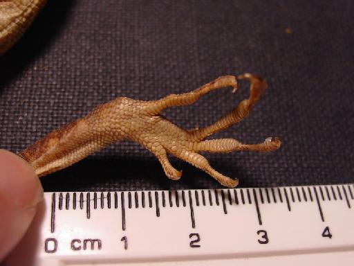 Anolis mirus Williams, 1963 - Anolis mirus Type 007.jpg