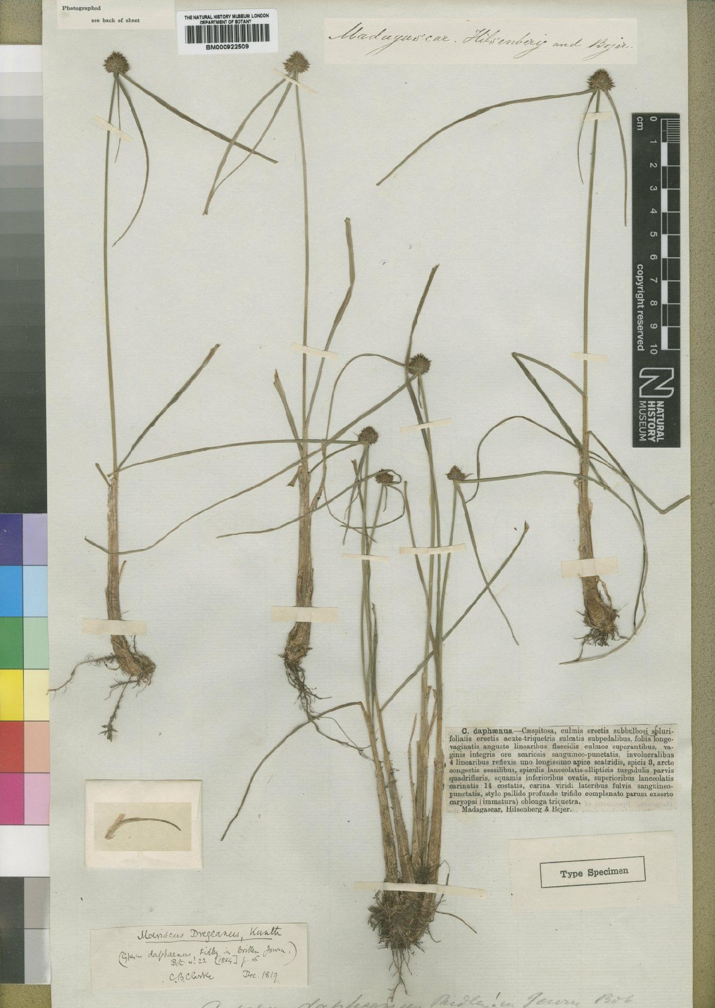 To the Natural History Museum, London (Mariscus dubius (Rottb.) Kük. BM000922509 type 1)