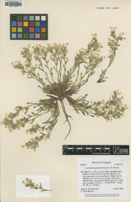 Cryptantha gypsophila Reveal & C.R.Broome - BM001010461