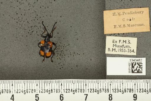 Lilioceris (Lilioceris) quadripustulata (Fabricius, 1787) - BMNHE_1343482_a_13675