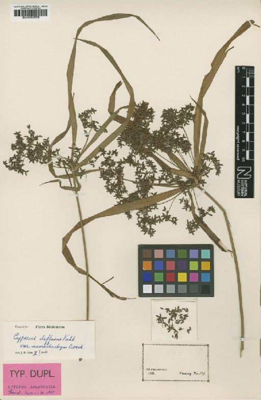 Cyperus diffusus Vahl - BM000959008