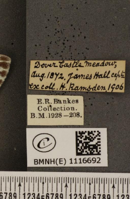 Pontia daplidice (Linnaeus, 1758) - BMNHE_1116692_label_68806