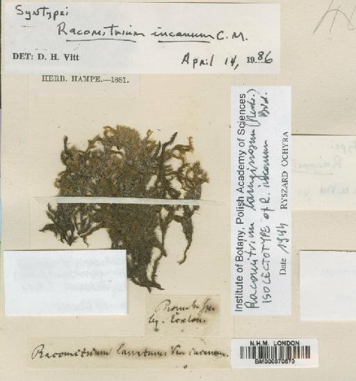 Racomitrium lanuginosum (Hedw.) Brid. - BM000870570