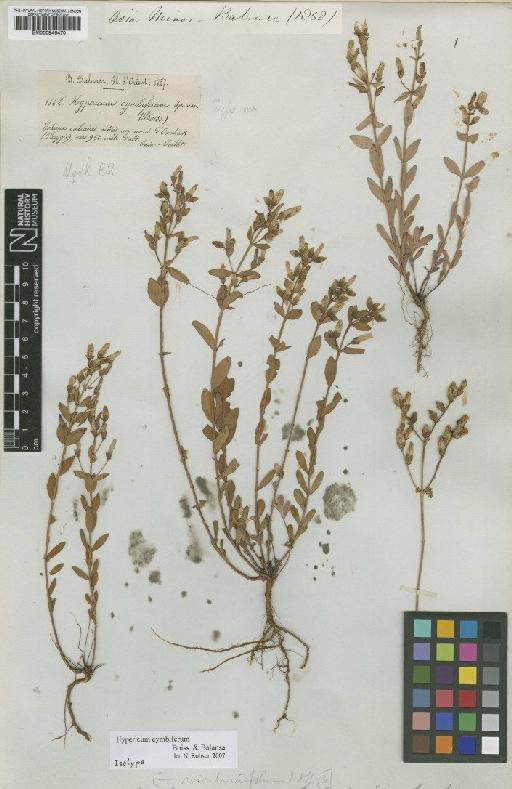 Hypericum cymbiferum Boiss. & Balansa - BM000946470