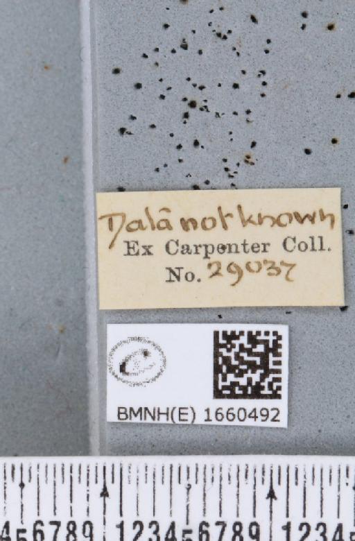 Setina irrorella (Linnaeus, 1758) - BMNHE_1660492_label_258928