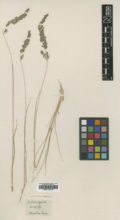 Calamagrostis gracilis Seenus - BM001042258