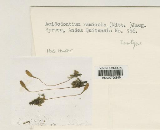 Acidodontium ramicola (Spruce ex Mitt.) A.Jaeger - BM000720988
